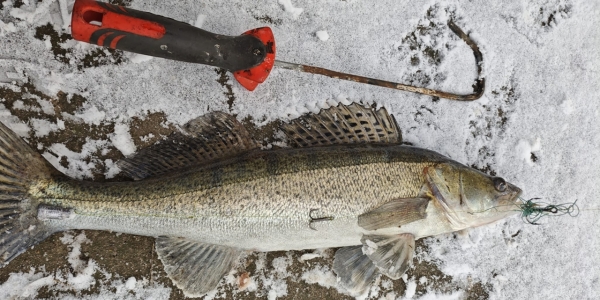 Łowili ryby metodą kaleczącą