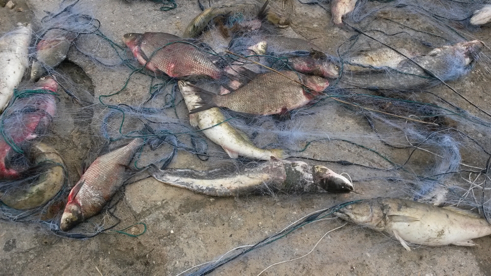 sieci Turawa 7.10.2016